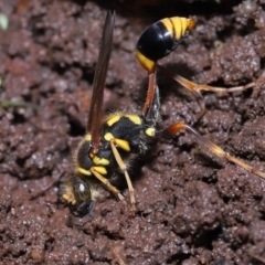 Sceliphron formosum at Wellington Point, QLD - suppressed