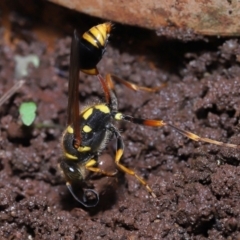 Sceliphron formosum at Wellington Point, QLD - suppressed