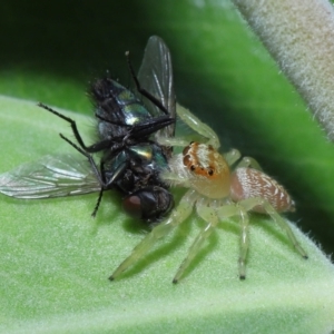 Opisthoncus sp. (genus) at Wellington Point, QLD - suppressed