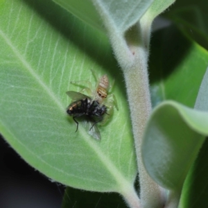 Opisthoncus sp. (genus) at Wellington Point, QLD - suppressed