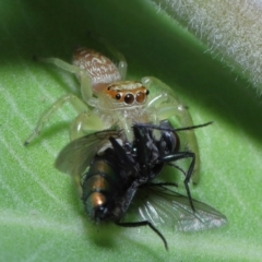 Opisthoncus sp. (genus) at Wellington Point, QLD - suppressed