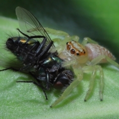 Opisthoncus sp. (genus) at Wellington Point, QLD - suppressed