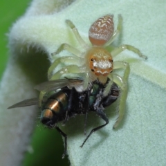 Opisthoncus sp. (genus) at Wellington Point, QLD - suppressed