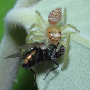 Opisthoncus sp. (genus) at Wellington Point, QLD - suppressed