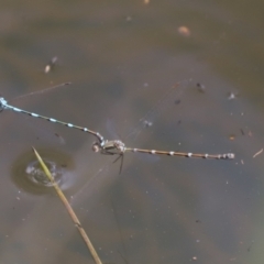 Austrolestes leda (Wandering Ringtail) at Aranda Bushland - 1 Nov 2020 by Tammy