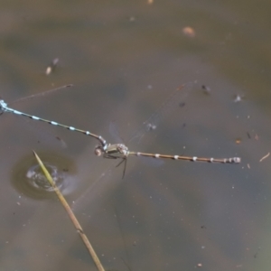 Austrolestes leda at Aranda, ACT - 1 Nov 2020