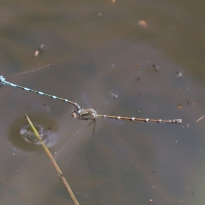 Austrolestes leda (Wandering Ringtail) at Aranda, ACT - 1 Nov 2020 by Tammy