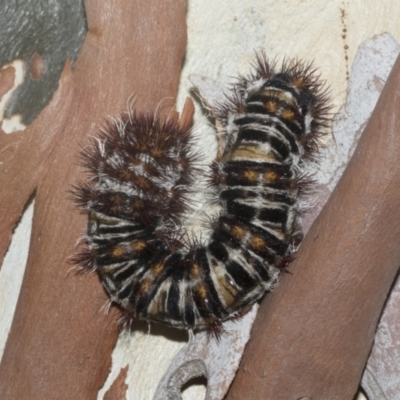 Chelepteryx collesi (White-stemmed Gum Moth) at Hawker, ACT - 12 Jan 2023 by AlisonMilton