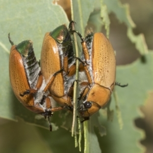 Anoplognathus brunnipennis at Higgins, ACT - 12 Jan 2023