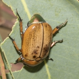 Anoplognathus brunnipennis at Higgins, ACT - 12 Jan 2023