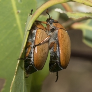 Anoplognathus brunnipennis at Higgins, ACT - 12 Jan 2023