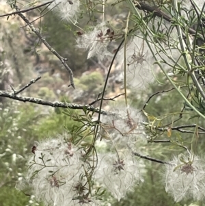 Clematis leptophylla at Kowen, ACT - 12 Jan 2023