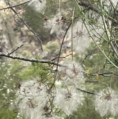 Clematis leptophylla (Small-leaf Clematis, Old Man's Beard) at Kowen, ACT - 12 Jan 2023 by JaneR