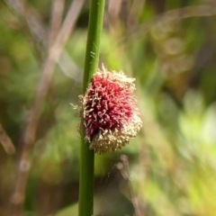 Chorizandra sphaerocephala (Roundhead Bristle-sedge) at Wingello - 9 Jan 2023 by Curiosity