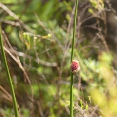 Chorizandra sphaerocephala at Wingello, NSW - 9 Jan 2023