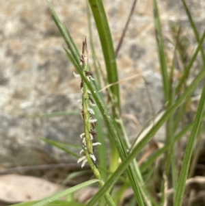 Hemarthria uncinata at Kowen, ACT - 12 Jan 2023