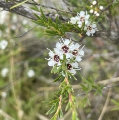 Kunzea ericoides (Burgan) at Kowen, ACT - 12 Jan 2023 by JaneR