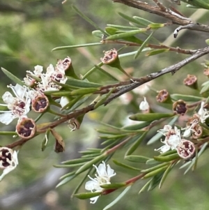 Kunzea ericoides at Kowen, ACT - 12 Jan 2023 03:56 PM