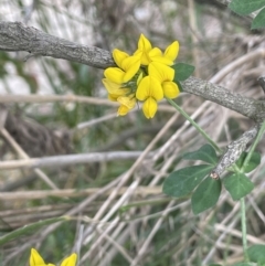 Lotus corniculatus (Birds-Foot Trefoil) at Molonglo Gorge - 12 Jan 2023 by JaneR