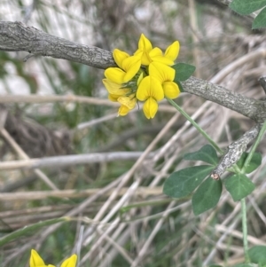 Lotus corniculatus at Kowen, ACT - 12 Jan 2023 04:27 PM