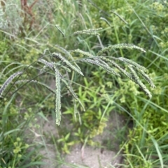 Paspalum dilatatum (Paspalum) at Kowen, ACT - 12 Jan 2023 by JaneR