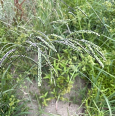 Paspalum dilatatum (Paspalum) at Molonglo Gorge - 12 Jan 2023 by JaneR