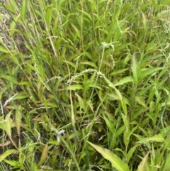 Persicaria hydropiper (Water Pepper) at Molonglo Gorge - 12 Jan 2023 by JaneR