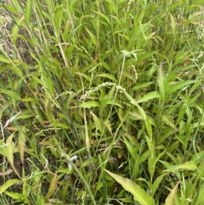 Persicaria hydropiper (Water Pepper) at Molonglo Gorge - 12 Jan 2023 by JaneR