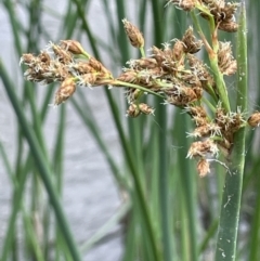 Schoenoplectus tabernaemontani (River Club-rush) at Kowen, ACT - 12 Jan 2023 by JaneR