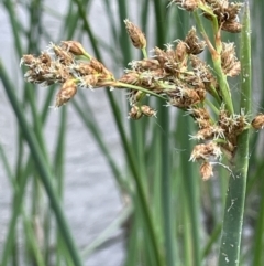 Schoenoplectus tabernaemontani (River Club-rush) at Molonglo Gorge - 12 Jan 2023 by JaneR