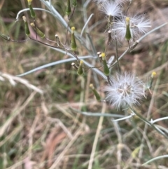 Senecio quadridentatus (Cotton Fireweed) at Kowen, ACT - 12 Jan 2023 by JaneR