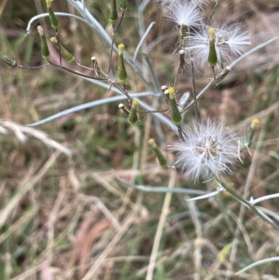 Senecio quadridentatus (Cotton Fireweed) at Molonglo Gorge - 12 Jan 2023 by JaneR