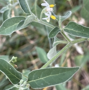 Solanum chenopodioides at Kowen, ACT - 12 Jan 2023 04:25 PM