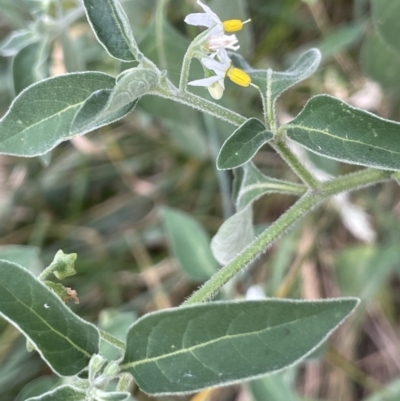 Solanum chenopodioides (Whitetip Nightshade) at Kowen, ACT - 12 Jan 2023 by JaneR