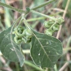 Solanum chenopodioides at Kowen, ACT - 12 Jan 2023 04:25 PM