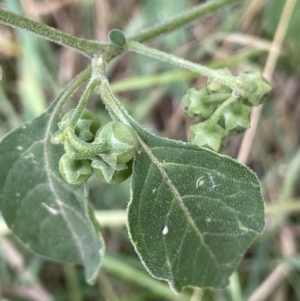 Solanum chenopodioides at Kowen, ACT - 12 Jan 2023
