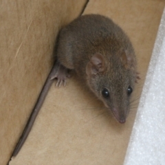 Antechinus agilis (Agile Antechinus) at Charleys Forest, NSW - 1 Feb 2022 by arjay