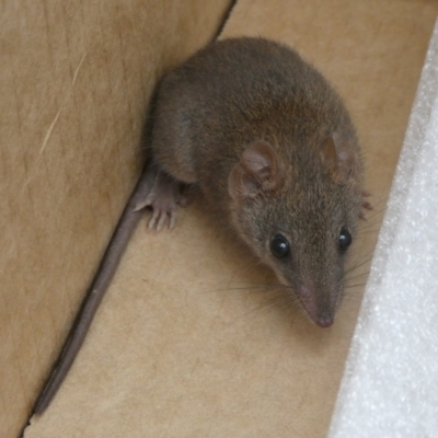 Antechinus agilis (Agile Antechinus) at QPRC LGA - 1 Feb 2022 by arjay