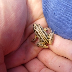 Limnodynastes peronii at Charleys Forest, NSW - suppressed