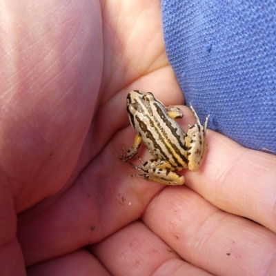 Limnodynastes peronii (Brown-striped Frog) at Mongarlowe River - 7 Mar 2021 by arjay