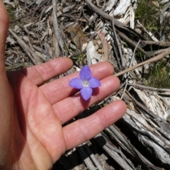 Wahlenbergia sp. (Bluebell) at Charleys Forest, NSW - 18 Nov 2021 by arjay