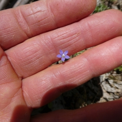 Wahlenbergia sp. (Bluebell) at Charleys Forest, NSW - 18 Nov 2021 by arjay