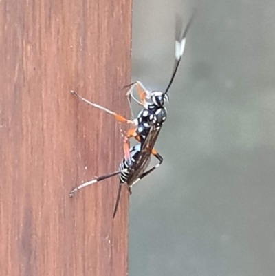 Gotra sp. (genus) (Unidentified Gotra ichneumon wasp) at Downer, ACT - 11 Jan 2023 by RobertD