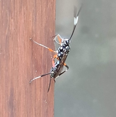 Stenarella victoriae (An ichneumon parasitic wasp) at Downer, ACT - 11 Jan 2023 by RobertD