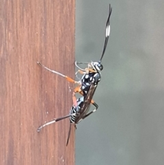 Gotra sp. (genus) at Downer, ACT - 11 Jan 2023 12:23 PM