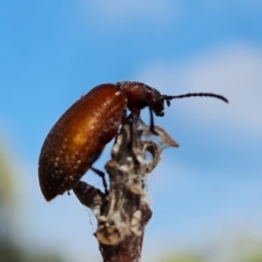 Ecnolagria grandis (Honeybrown beetle) at Mount Mugga Mugga - 12 Jan 2023 by Mike
