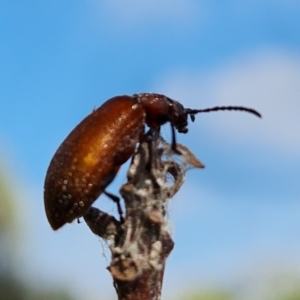 Ecnolagria grandis at O'Malley, ACT - 13 Jan 2023