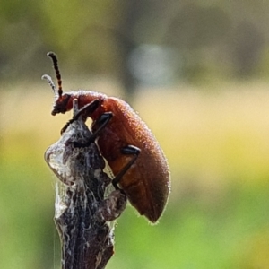 Ecnolagria grandis at O'Malley, ACT - 13 Jan 2023 09:55 AM