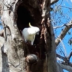 Cacatua galerita (Sulphur-crested Cockatoo) at O'Malley, ACT - 12 Jan 2023 by Mike
