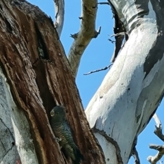 Callocephalon fimbriatum (Gang-gang Cockatoo) at Mount Mugga Mugga - 12 Jan 2023 by Mike